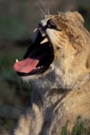 Löwin gähnt (Panthera leo)