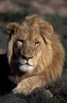Imponierender Afrikanischer Löwe 
