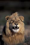 Ein Löwe (Panthera leo) faucht