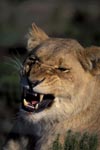 Fauchende Löwin (Panthera leo)
