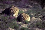Rastendes Löwenpaar (Panthera leo)