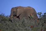 Afrikanischer Elefant und bluehende Aloe Ferox