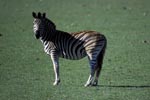 Zebra (Equus quagga) auf der Wiese