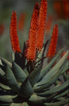 Aloe Ferox - eine besondere Heilpflanze 