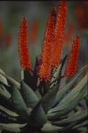 Blühende Aloe Ferox