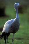 Paradieskranich der südafrikanische Nationalvogel