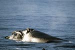 Südlicher Glatwal taucht auf