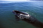 Südlicher Glatwal kommt an die Wasseroberfläche
