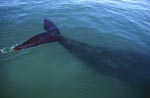 Südlicher Glatwal Fluke im planktonreichen Wasser