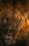 Afrikanischer Löwe - Porträt einer Großkatze