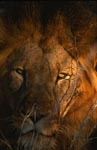 Afrikanischer Löwe am frühen Morgen
