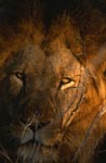 Afrikanischer Löwe beim ersten Morgenlicht 