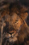 Afrikanischer Löwe bei Tagesanbruch