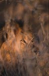 Afrikanischer Löwe hinter Dornengestrüpp