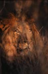 Afrikanischer Löwe blickt durch das Dickicht