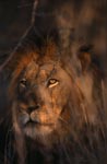 Afrikanischer Löwe im Busch