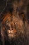 Afrikanischer Löwe im dichten Busch