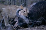 Afrikanische Löwin hat einen Büffel erlegt 