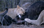 Afrikanische Löwen an der Beute 