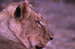 Kopfporträt Afrikanische Löwin 