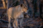 Afrikanische Löwin im Abendlicht