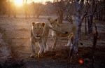 Afrikanische Löwen bei Sonnenuntergang 