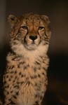 Imponierendes Gepard Porträt (Acinonyx jubatus)