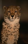 Schöne elegante Katze Gepard 