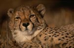 Gepard - Porträt einer Großkatze 
