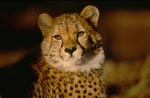 Gepard - Der Blick der großen Katze