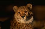 Aufmerksam schauender Gepard 