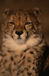 Großkatze Gepard 