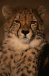 Eindruckvolles Porträt junger Gepard 