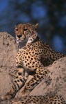 Gepard hält Ausschau von einem Termitenhügel