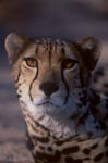 Kopfporträt Großkatze Königsgepard 