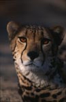 Königsgepard Augenkontakt