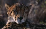 Schlafender Königsgepard 