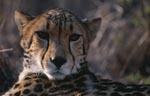Erstaunt blickender Königsgepard 