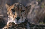 Augenkontakt mit dem Königsgepard 
