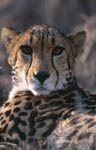 Imponierendes Porträt Königsgepard 