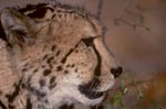 Seitliches Kopfporträt Königsgepard 