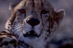 Kopfporträt Königsgepard 