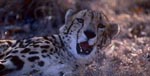 Überraschter Königsgepard 