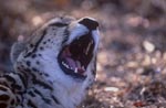 Der Rachen des Königsgepard 