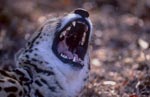Königsgepard zeigt seine Zähne