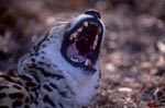 Weit aufgerissener Königsgepard Rachen