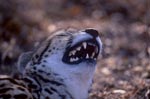 Königsgepard Zähne