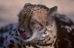 Königsgepard schnalzt mit der Zunge