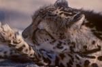 Wichtig für den Königsgepard: Pfotenpflege