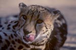 Königsgepard präsentiert seine Zunge
